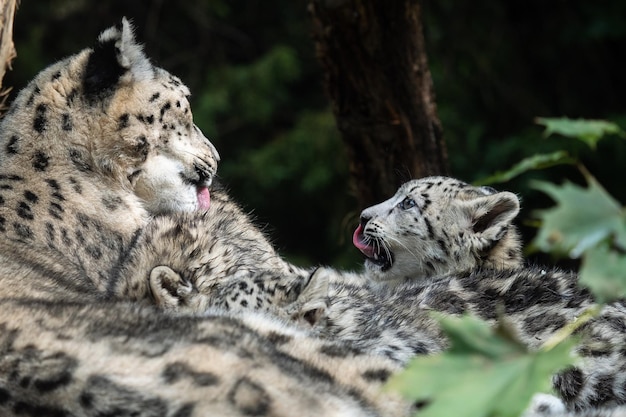 Mère léopard des neiges avec son petit Panthera uncia