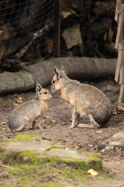 Mère mara de Patagonie avec bébé rongeur Dolichotinae Reproduction d'animaux dans le zoo