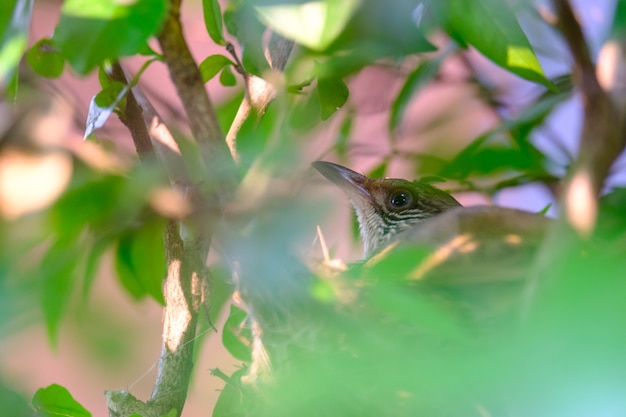 Mère oiseau prend soin de ses oeufs dans le nid