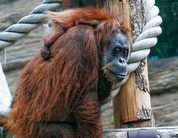 Mère orang-outan avec son bébé mignon