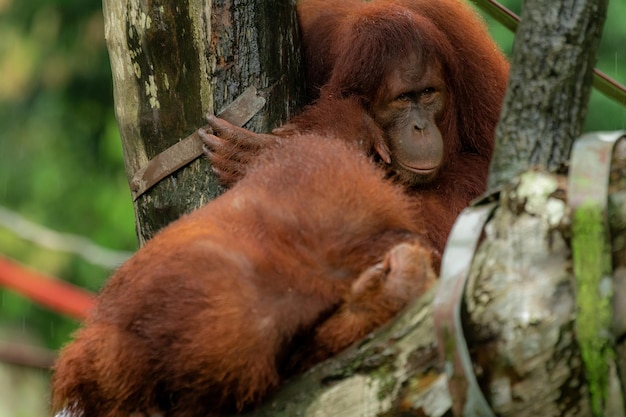 Une mère d'orang-outans et un bébé assis sur une plate-forme regardant à gauche