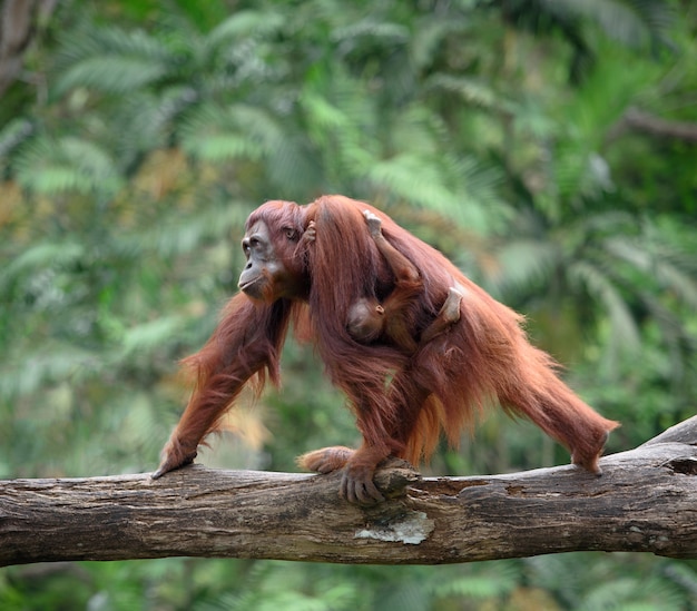 Mère orangutang marchant avec son bébé