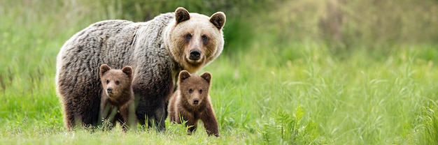 Mère d'ours brun avec deux oursons sur le pré vert avec l'espace de copie