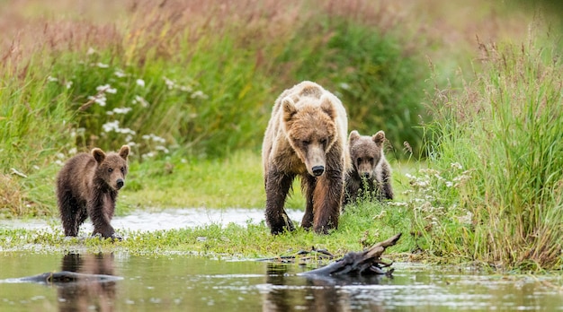 Mère ours brun avec oursons à l'état sauvage