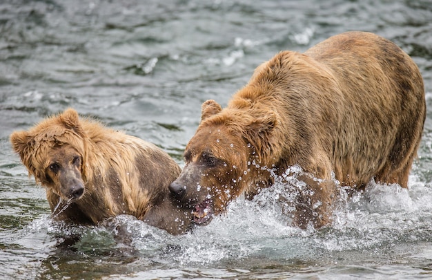 Mère ours brun avec petit dans la rivière. ETATS-UNIS. Alaska. Parc national de Katmai.