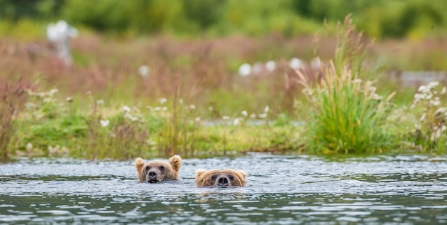 Mère ours brun avec petit dans la rivière
