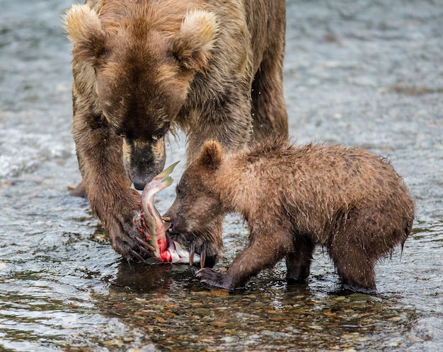 Mère ours brun avec son petit mange du saumon dans la rivière. ETATS-UNIS. Alaska. Parc national de Katmai.
