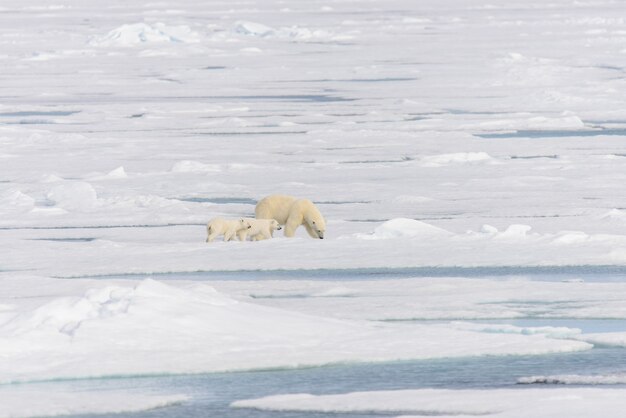 Mère ours polaire (Ursus maritimus) et oursons jumeaux sur la banquise, au nord de la Norvège arctique du Svalbard