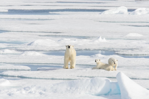 Mère ours polaire Ursus maritimus et oursons jumeaux sur la banquise au nord de Svalbard en Norvège arctique