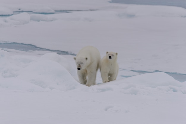 Mère et ourson ours polaire (Ursus maritimus) sur la banquise, au nord de la Norvège arctique du Svalbard