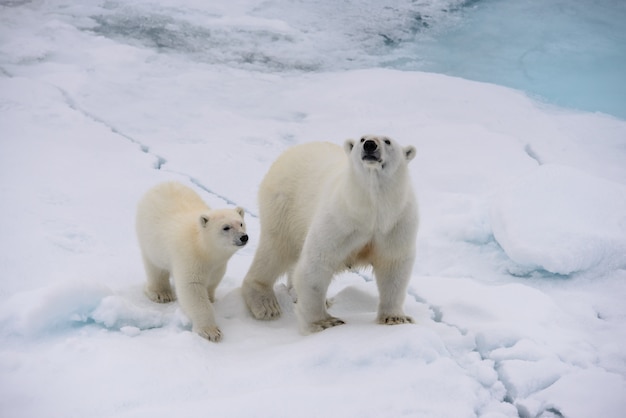 Mère et ourson ours polaire (Ursus maritimus) sur la banquise, au nord de la Norvège arctique du Svalbard