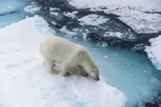 Mère et ourson ours polaire (Ursus maritimus) sur la banquise, au nord de la Norvège arctique du Svalbard