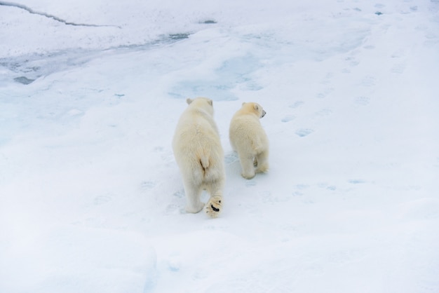 Mère et ourson ours polaire (Ursus maritimus) sur la banquise, au nord de la Norvège arctique du Svalbard