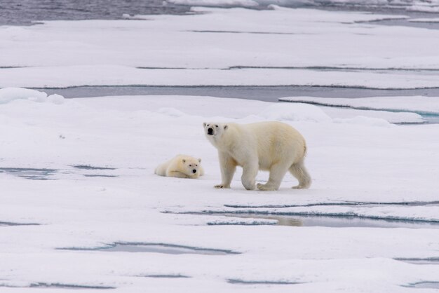 Mère et ourson ours polaire (Ursus maritimus) sur la banquise, au nord de la Norvège arctique du Svalbard