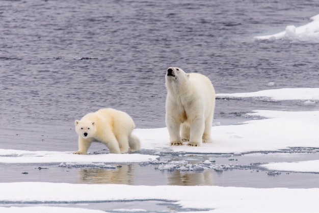 Mère et ourson ours polaire (Ursus maritimus) sur la banquise, au nord de la Norvège arctique du Svalbard