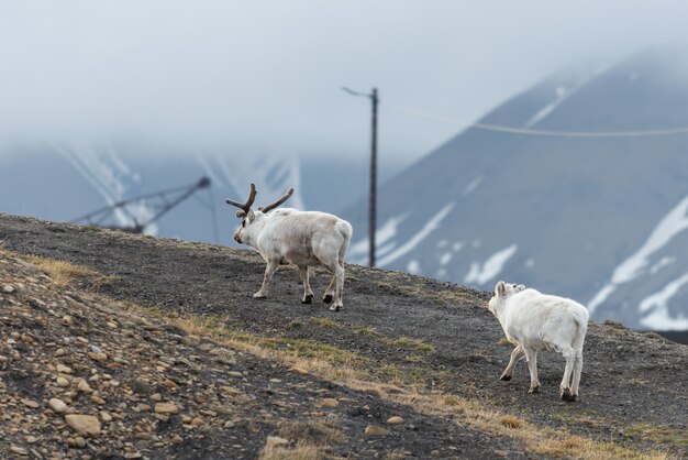 Mère et petit rennes sauvages dans la toundra à l'heure d'été