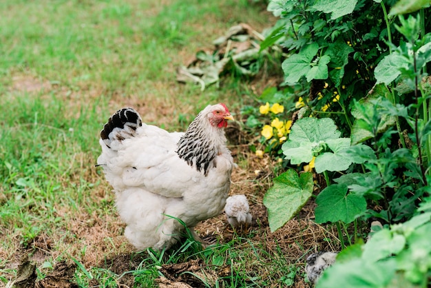 Mère poule avec poussins se promène dans la cour verte du village. Mise au point sélective douce.