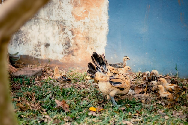 La mère poule et les poussins