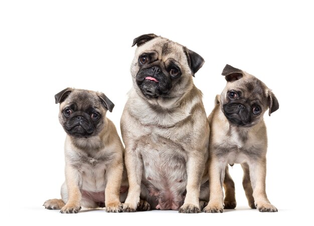 Mère Pug et ses chiots assis contre une surface blanche