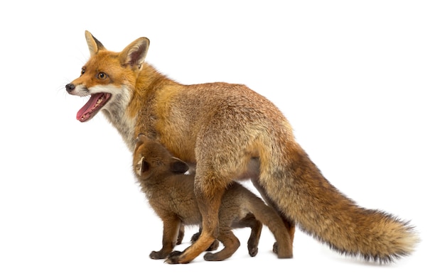 Mère renard avec son petit devant un mur blanc