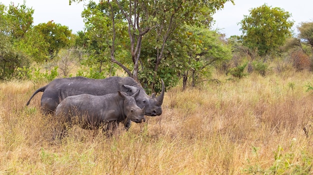 Mère rhinocéros avec bébé Meru Keny