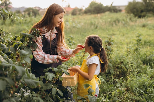 Une mère et sa fille récoltent des framboises fraîches dans un jardin ensoleillé et passent du temps en famille dans la nature