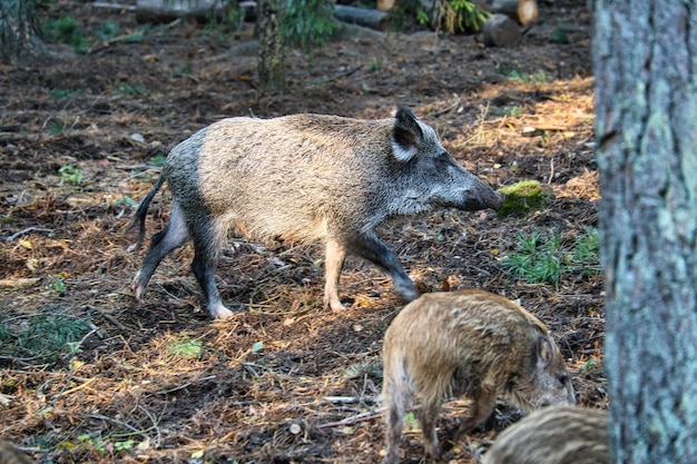 Mère sauvage avec nouveau-né dans une forêt de conifères