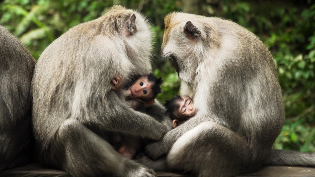 La mère singe allaite le bébé singe macaque dans la forêt tropicale les singes dans l'environnement naturel