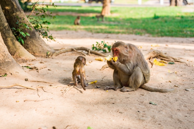 Mère singe et bébé singe est assis sur le sable et mange de la banane