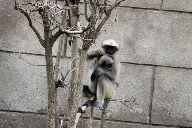 La mère singe avec le bébé