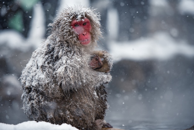 Mère de singe portant son enfant dans ses bras au parc Jigokudani, Japon