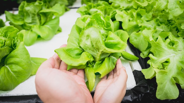 Photo mère et son enfant tenant des légumes dans une ferme verticale hydroponique avec une agriculture de haute technologie ag