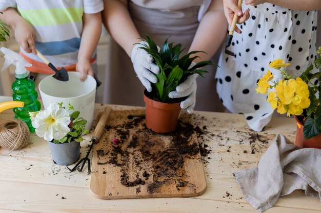 Mère avec son fils et sa fille dans une plante à jeun ou transplanter des fleurs d'intérieur jardinage à la maison