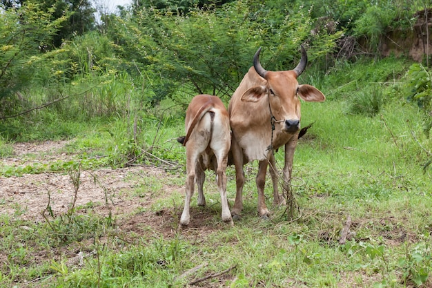 Mère thaïlandaise vache et veau reste sur le terrain