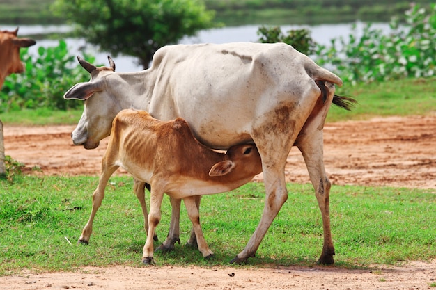 Mère vache