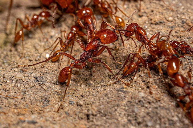 Mères adultes de fourmis de l'armée Neivamyrmex