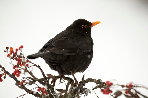 Un merle est assis sur une branche avec de la neige dessus