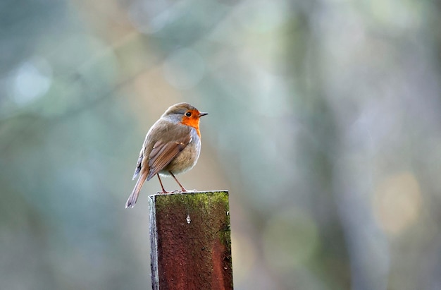 Merle d'Eurasie dans une aire d'alimentation boisée