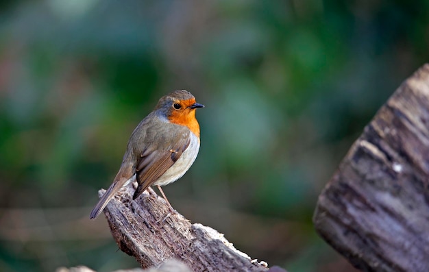 Merle d'Eurasie à la recherche d'insectes