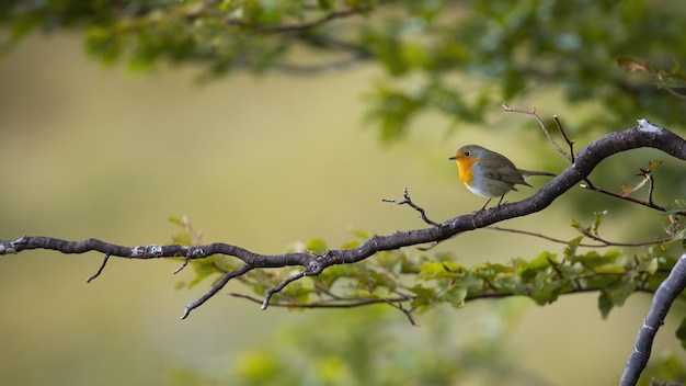 Merle d'Europe assis sur une branche en forêt en été