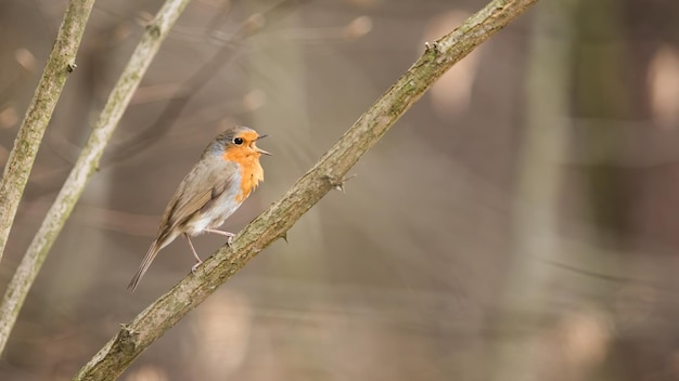 Merle d'Europe chantant sur un arbre dans la nature printanière