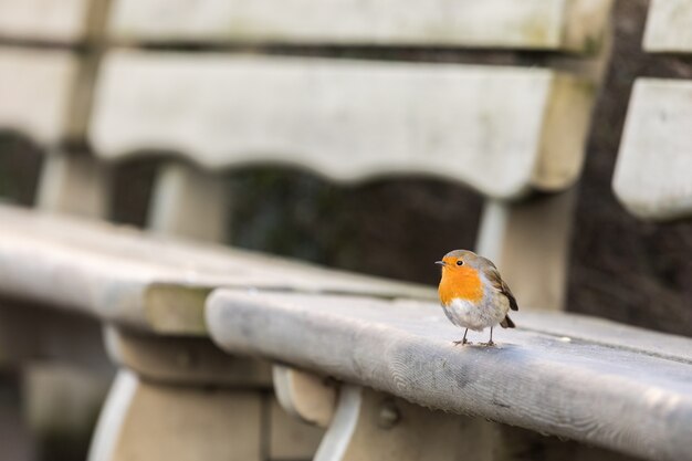 Merle D'europe, Erithacus Rubecula, Assis Sur Un Banc En Hiver