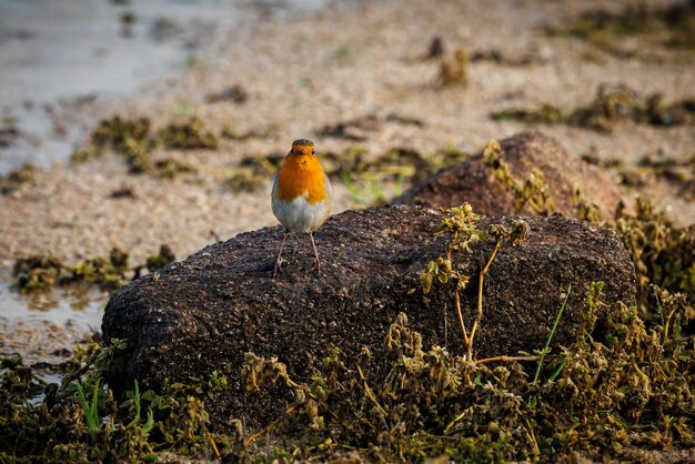 Merle d'Europe (Erithacus rubecula aux abords) dans son milieu naturel.