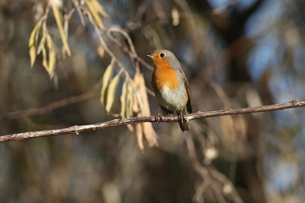 Merle d'Europe Erithacus rubecula aux abords