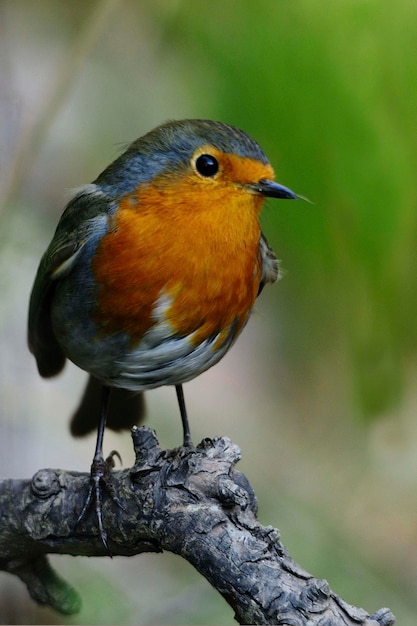 Le merle d'Europe est une espèce de passereau de la famille des muscicapidae