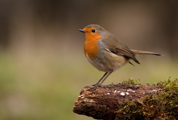 Merle d'Europe, oiseaux chanteurs, oiseau, passereau, Erithacus rubecula