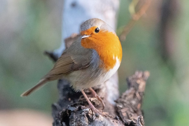 Merle d'Europe ou rouge-gorge Erithacus rubecula aux abords Malaga Espagne