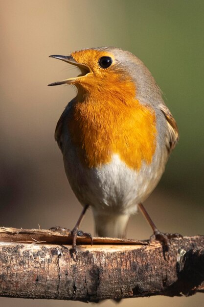 Merle d'Europe ou rouge-gorge Erithacus rubecula aux abords Malaga Espagne