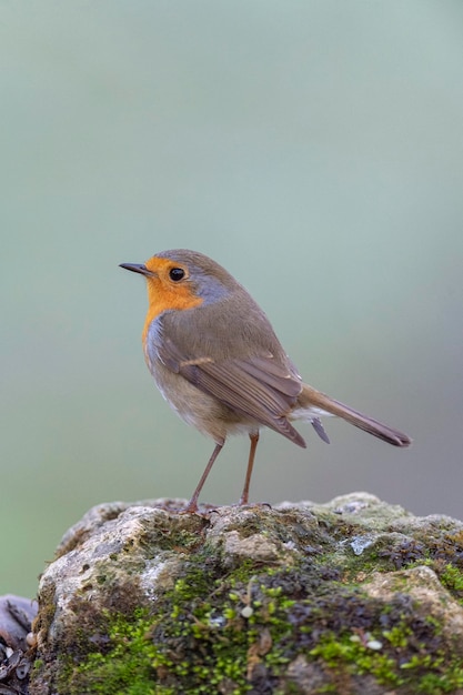 Merle d'Europe, rouge-gorge ou rouge-gorge (Erithacus rubecula aux abords) Malaga, Espagne