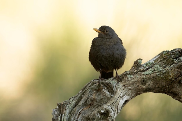 Merle noir femelle dans une forêt méditerranéenne avec la dernière lumière du soir